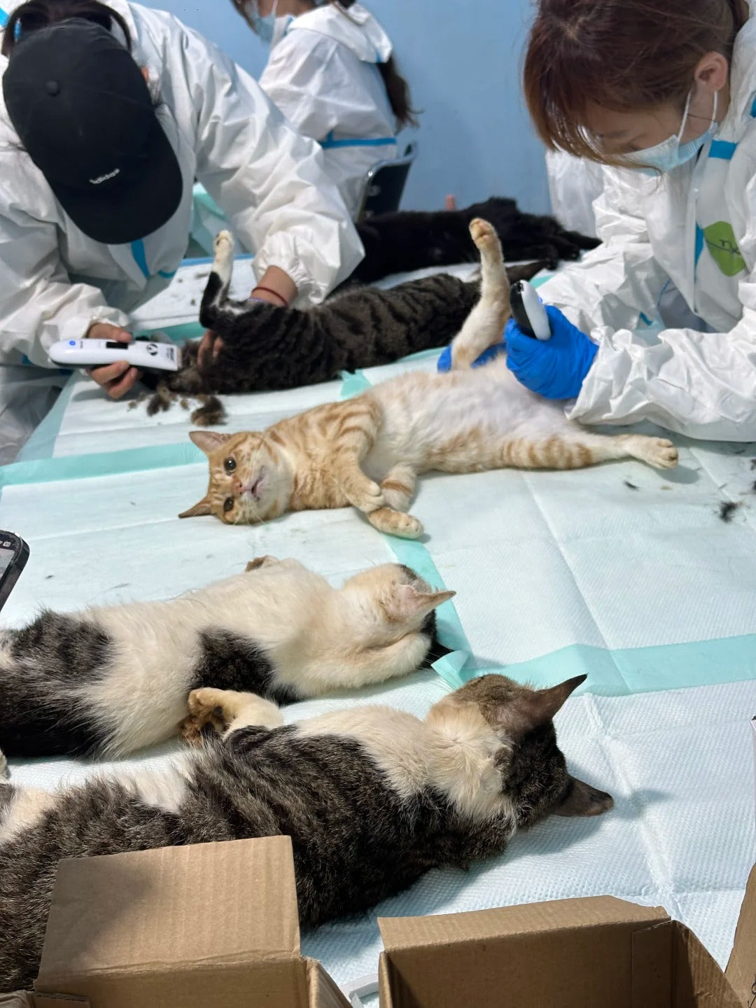 Animal Rescue Donation