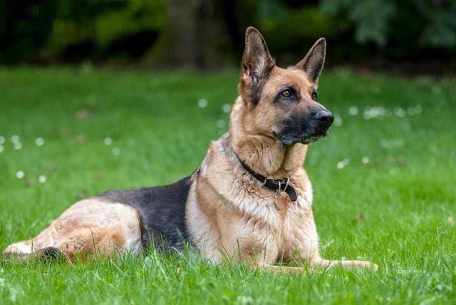 May the 4th Be with You: Star Wars Inspired Pet Names and Portrait Ideas