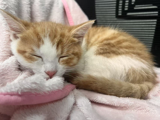 Strudel the orange rescue kitten found by the Bolapawzi team, now the beloved studio cat and inspiration for their pet portrait community