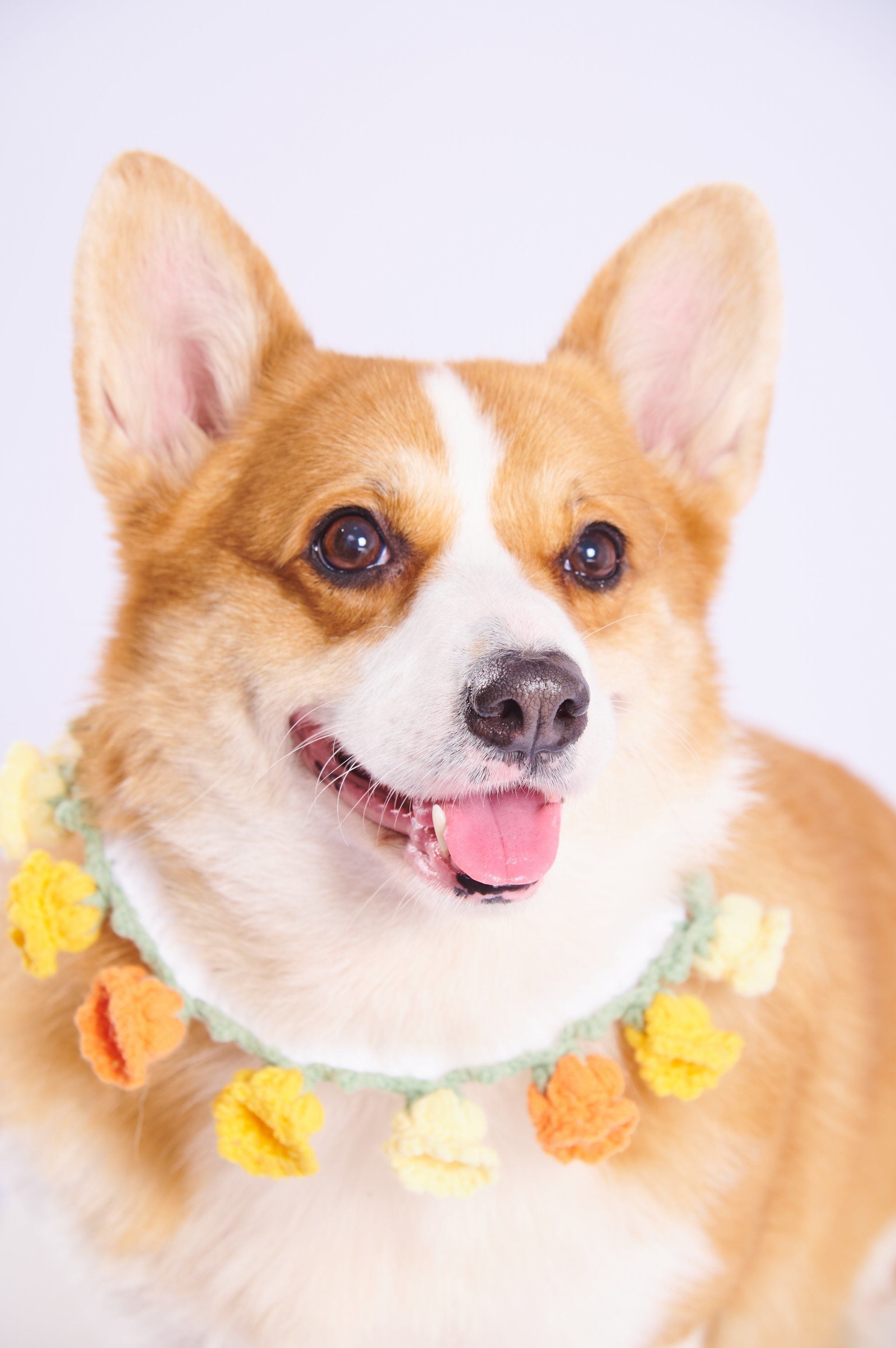 Three Generations of Dog Moms: One Family's Portrait Tradition