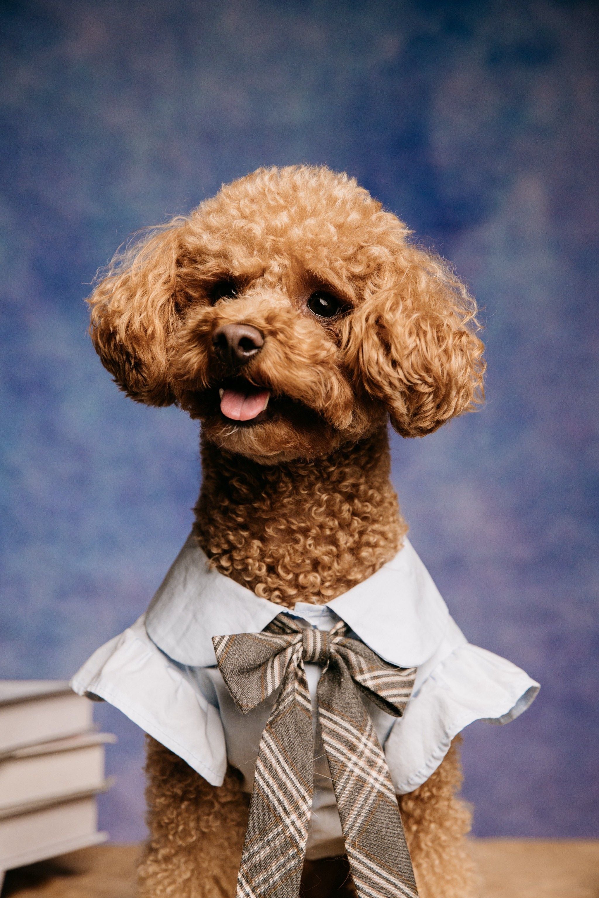5 Small Dog Breeds Perfect for Apartment Living (And Stunning Portraits)