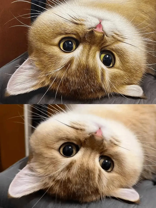 Hand-painted realistic oil pet portrait side-by-side comparison — apartment pet photography tips for getting portrait-worthy photos, from Bolapawzi