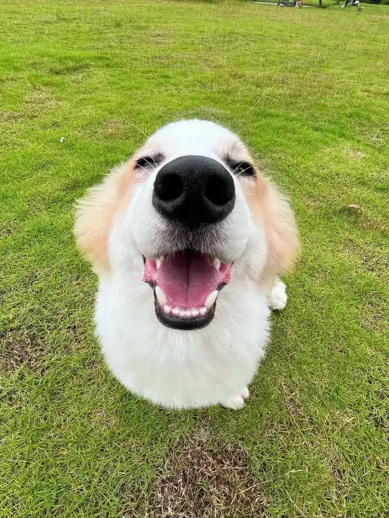 Smiling dog — the science of pet emotions and how Bolapawzi artists capture your dog's true expression in a custom hand-painted portrait