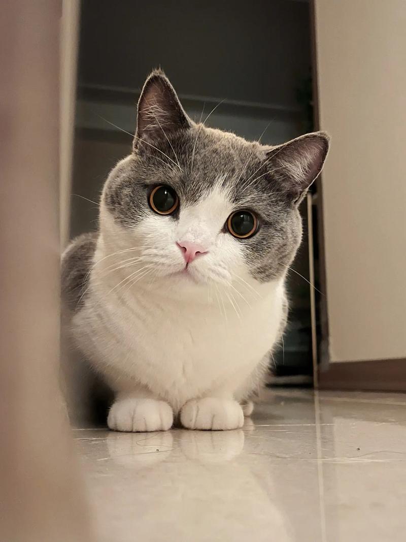 A Cat Mom's Love Story: Celebrating Single Pet Parents This Mother's Day