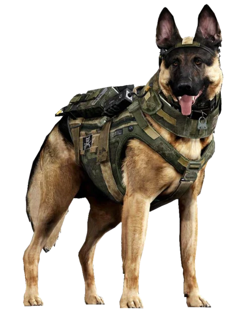Custom hand-painted military working dog portrait — a Memorial Day tribute to service dogs who served alongside U.S. soldiers, from Bolapawzi