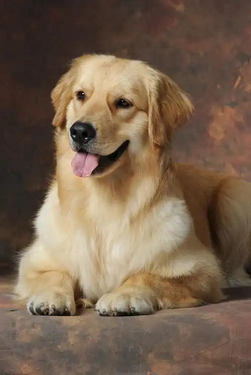 Indoor Pet Photography: Getting Great Shots Without Natural Light