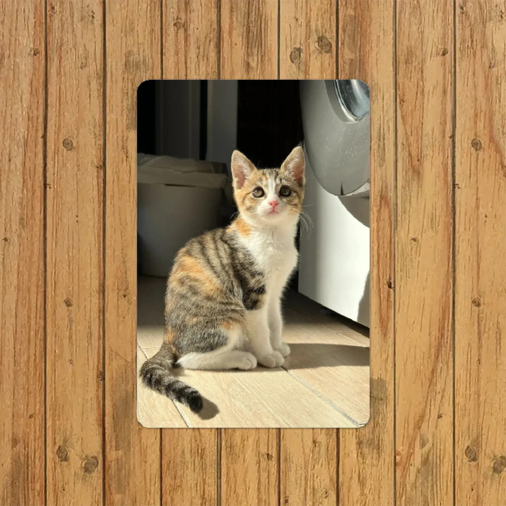 Custom dog&cat pet tin sign