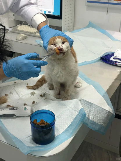 Animal Rescue Donation