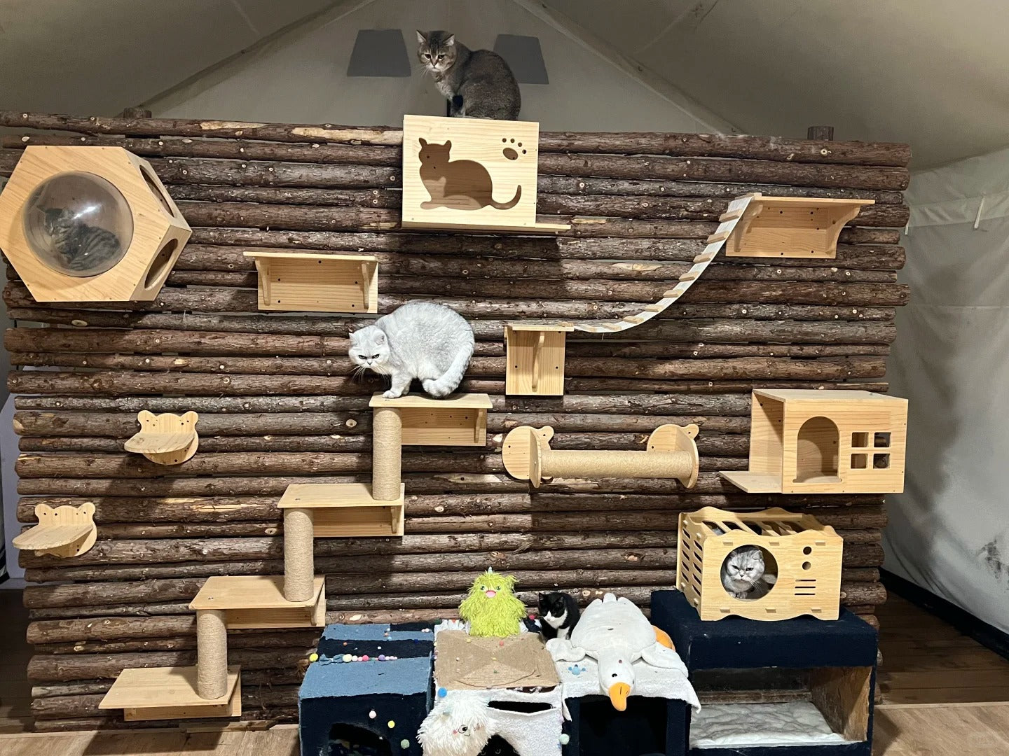 Animal Rescue Donation