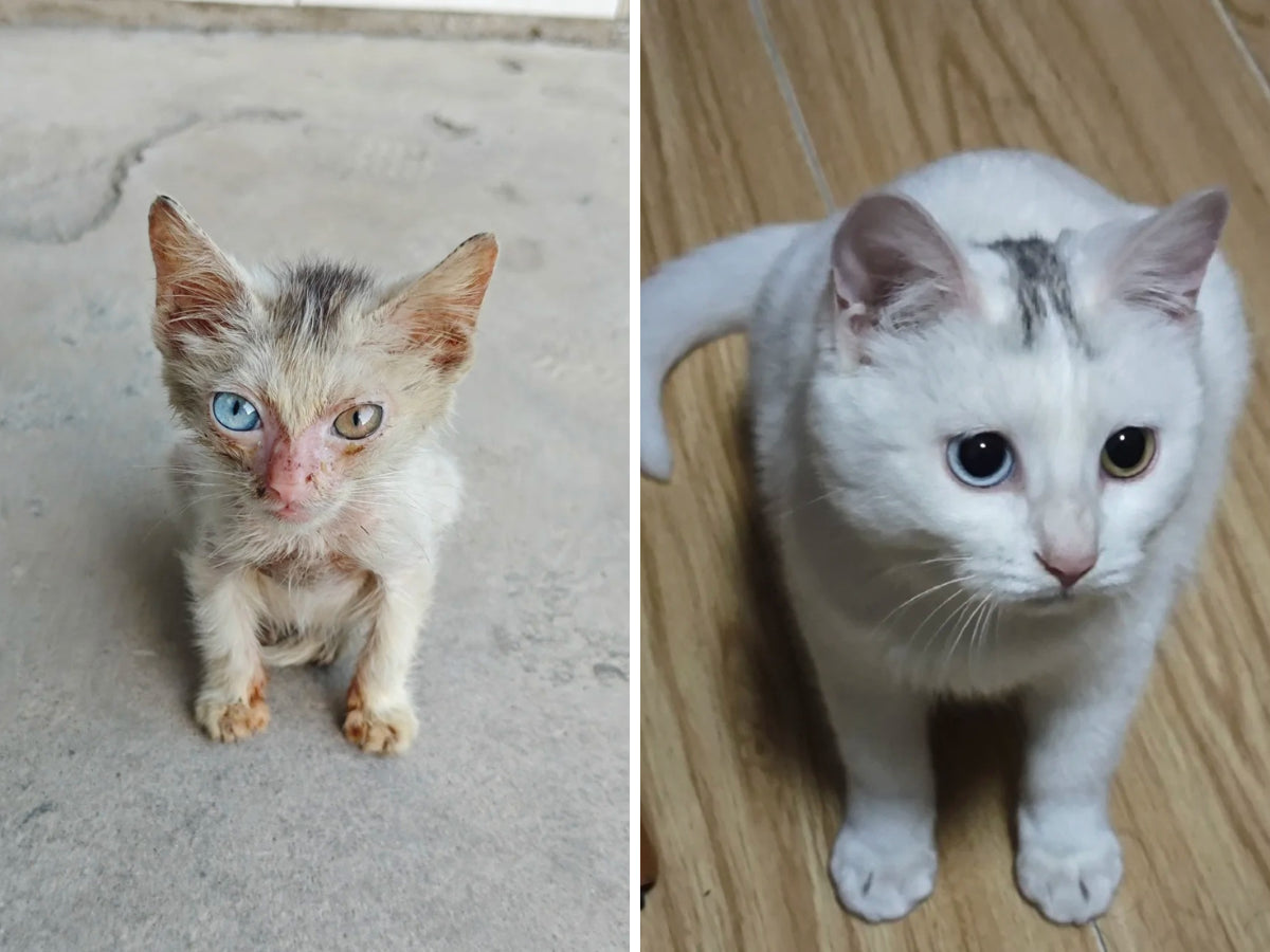 Animal Rescue Donation