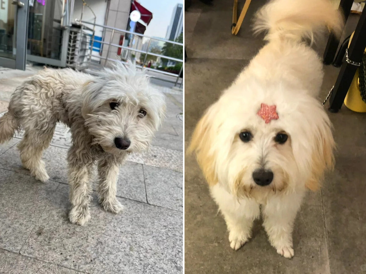 Animal Rescue Donation