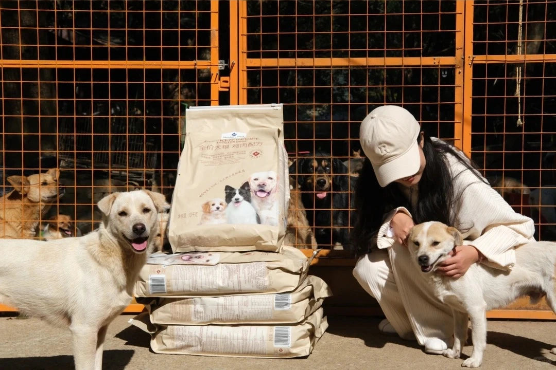 Feeding stray dogs as part of Bolapawzi’s animal rescue support efforts